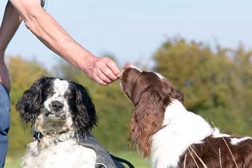 angielski-springer-spaniel-dostaje-smakołyk-SW Angielski pies springer spaniel dostaje smakołyk na dworze, siedząc obok innego spaniela.