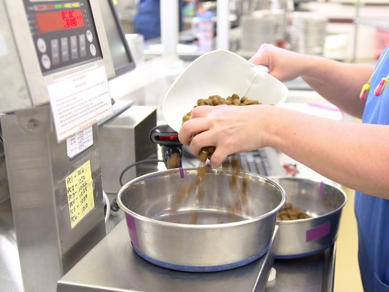 Technik weterynarii przesypuje karmę z czerpaka do miski na karmę.